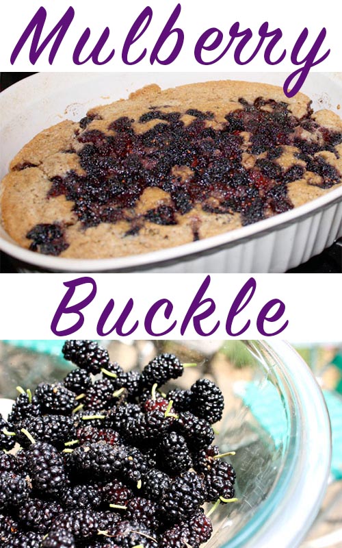 image collage of mulberry buckle in the pan and fresh mulberries in a glass bowl, text overlay