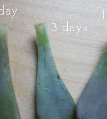 three succulent leaves at different stages of propagation