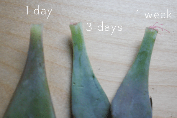 three succulent leaves at different stages of propagation