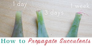 three succulent leaves at different stages of propagation, text overlay