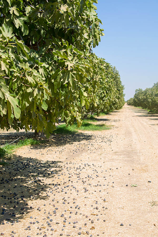 row of fig trees in a California fig orchard