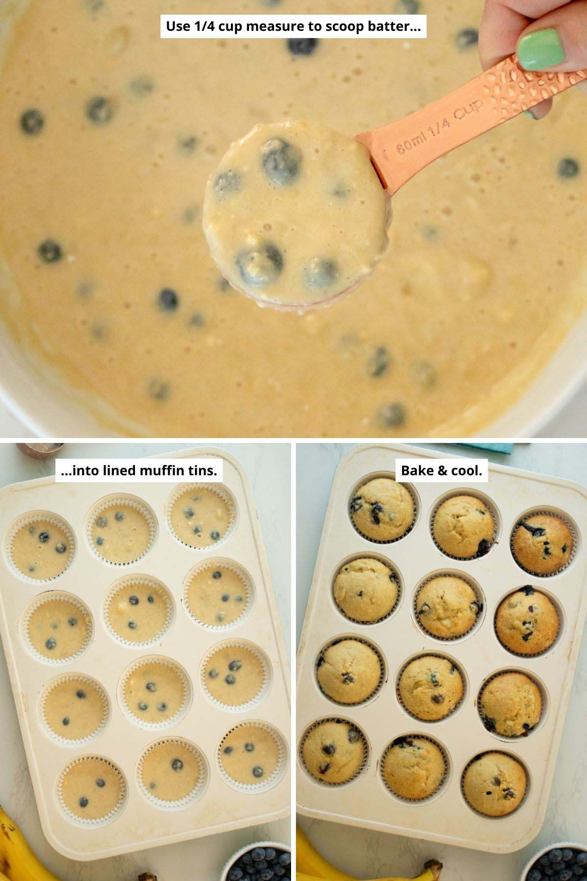 scooping blueberry muffin batter with a ¼ cup measuring cup, muffin batter in the baking pan before and after baking