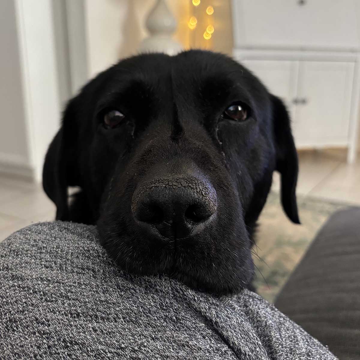 black lab with her chin on my knee